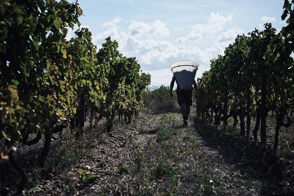 DOMAINE-CLAPE-CORNAS-VIGNE-CHERRYSTONE-PHOTOGRAPHIE-CULINAIRE