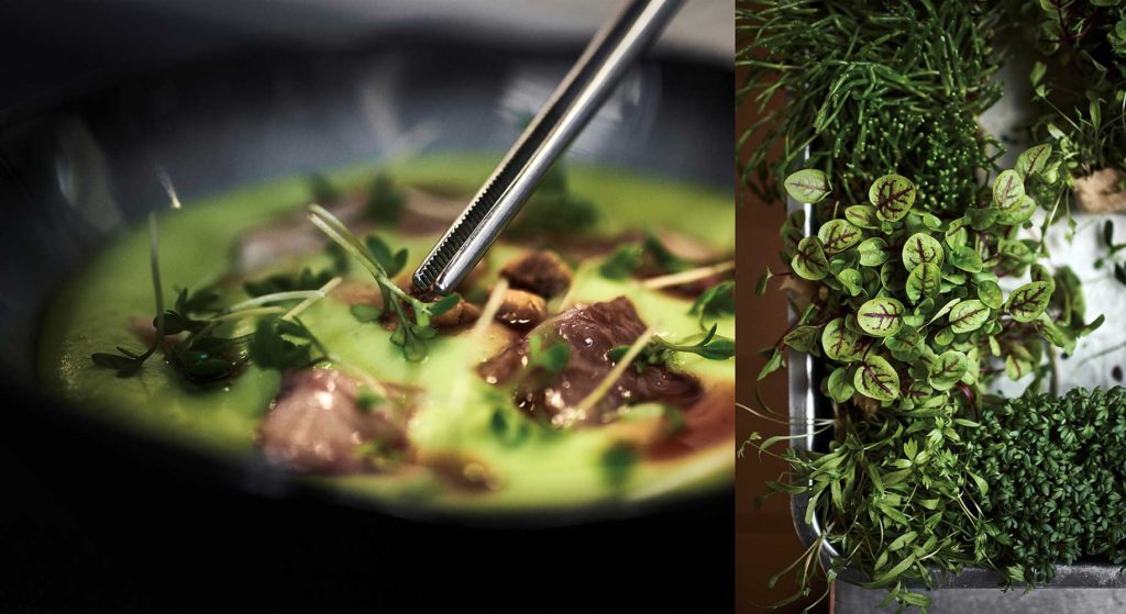 DOMAINE-SEQUOIAS-HERBE-FRAICHEUR-CHERRYSTONE-PHOTOGRAPHIE-CULINAIRE