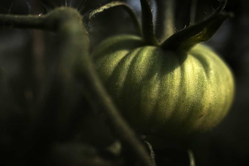 TOMATE-BEAUTE-VELOURS-CHERRYSTONE-PHOTOGRAPHIE-CULINAIRE