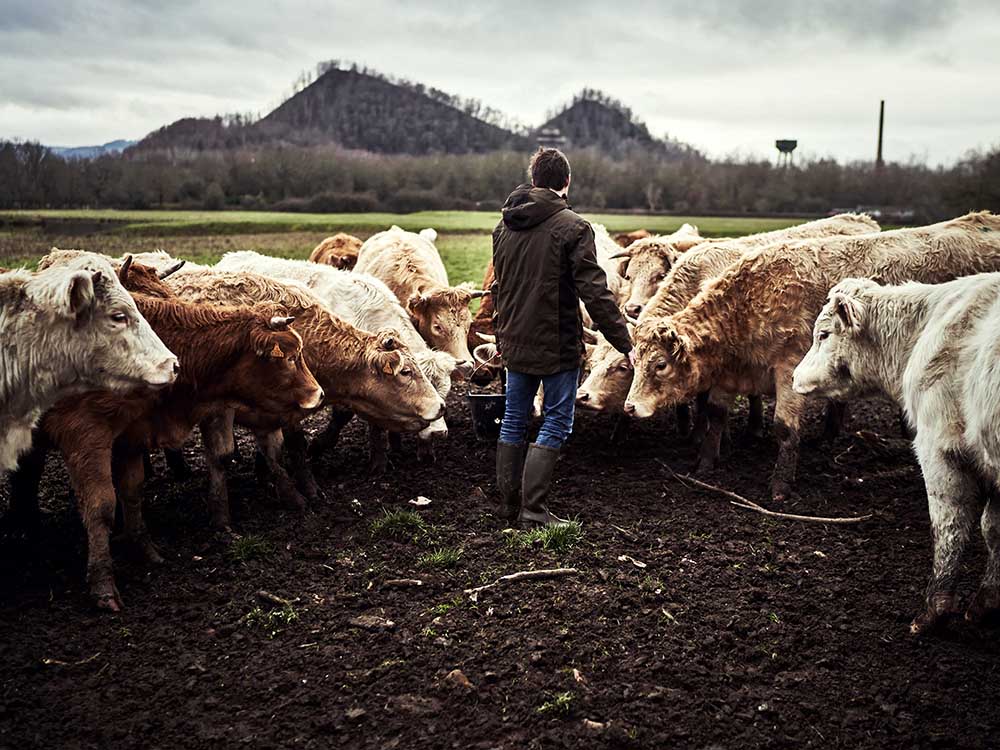 CHERRYSTONE reportage ferme du Cluselier troupeau vaches laitières
