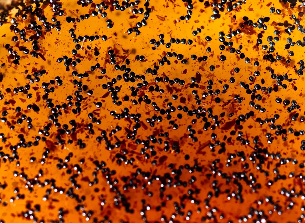 Photographie macro d'une texture de vanille avec grains