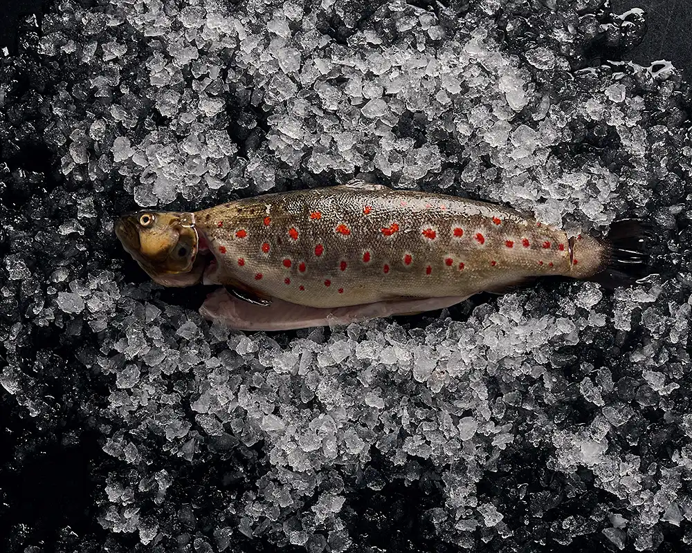 Truite mouchetée de rouge posée sur glace pilée, fond noir, nature morte produit, restaurant Saisons, photographe culinaire Lyon